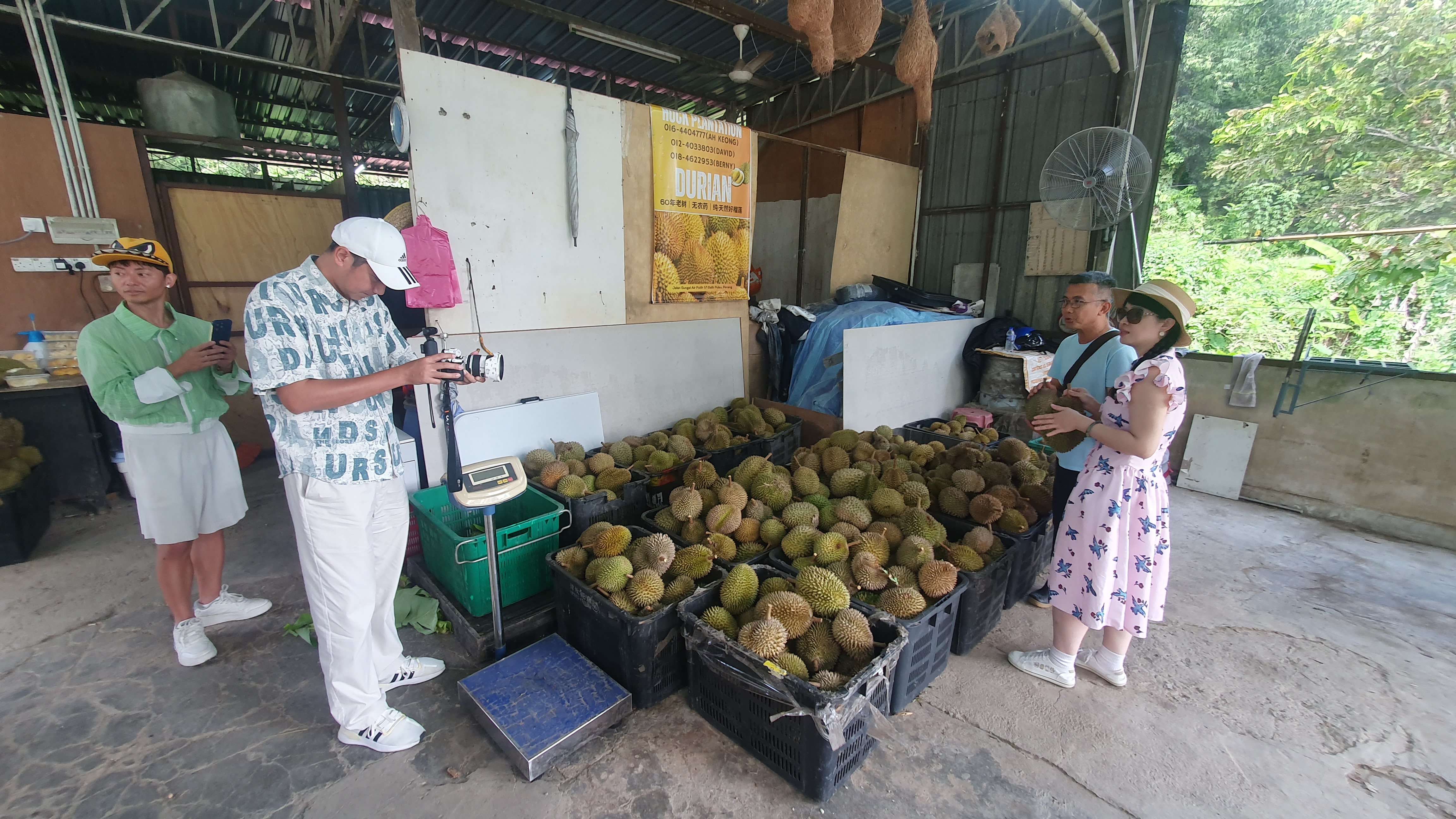 Durian Tree